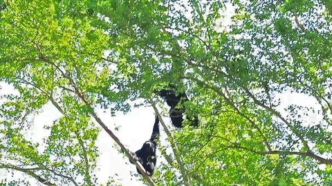 Gibbons climbing on the Tree Stock Footage 118770943