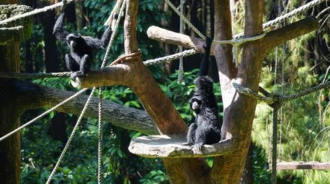 Gibbons in Enclosure Stock Photos