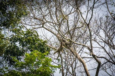 Gibbons in the forest Stock Photos
