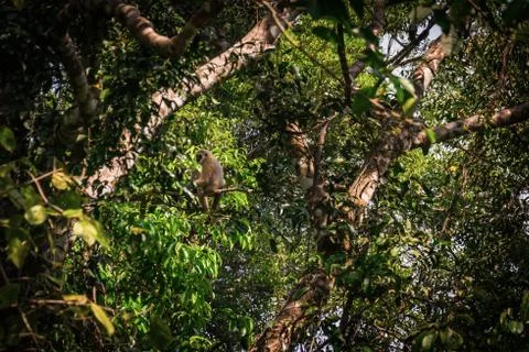 Gibbons in the forest Stock Photos