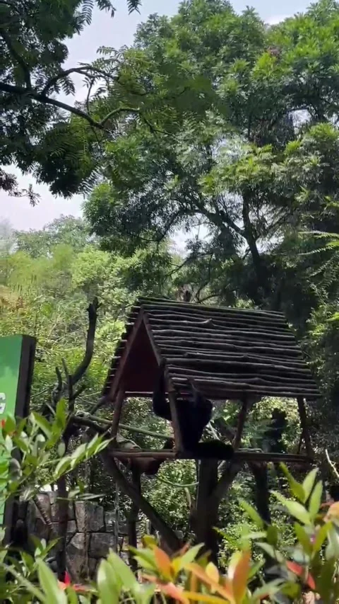 Gibbons at home in the trees Stock Footage 286331300