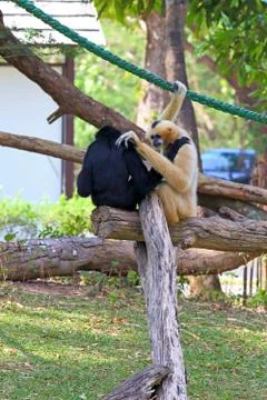 Gibbons Fotos de archivo