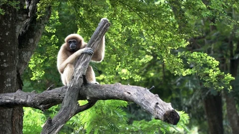 Gibbons on the tree. 4K Resolution Stock Footage 90746897