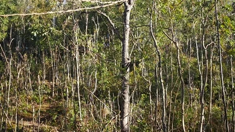 Gibbons two black crested playing china slow Stock Footage 130568266