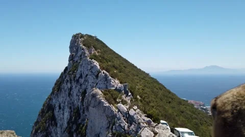 Gibraltar Affe am Felsen Stockbeeldmateriaal 340453329