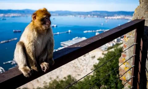 Gibraltar Barbary Ape Stock Photos