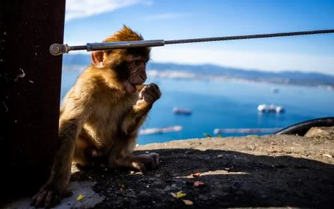 Gibraltar Barbary Ape Stock Photos