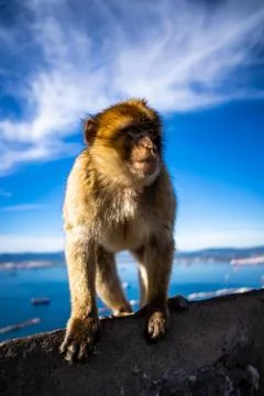Gibraltar Barbary Ape Stock Photos