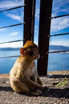 Gibraltar Barbary Ape Stock Photos