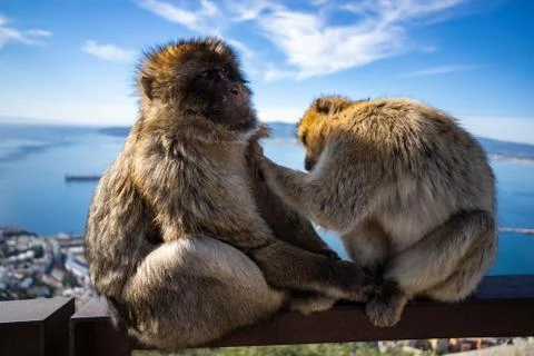 Gibraltar Barbary Ape Stock Photos