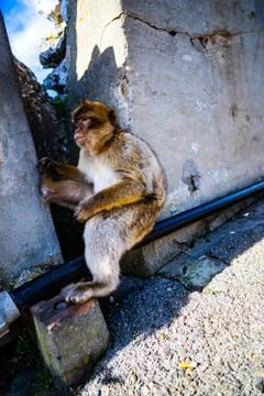 Gibraltar Barbary Ape Stock Photos