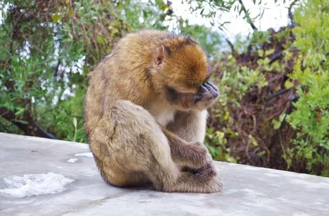 Gibraltar Barbary macaque monkey sitting on wet cement fence and hold its head Stock Photos