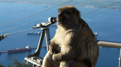 Gibraltar Barbary Monkey Stock Footage 36118888