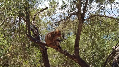 Gibraltar Berber Affe am Baum Stockbeeldmateriaal 340453567