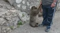 Gibraltar monkey and man P HD 9728 HD Footage