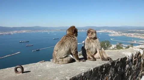 Gibraltar monkey Stock Footage 21928221