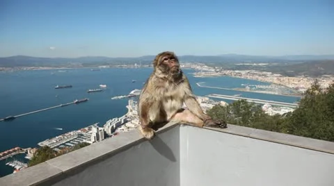 Gibraltar monkey Stock Footage 21929211