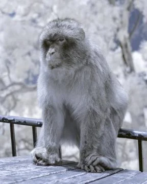 Gibraltar Monkey in Infrared Stock Photos