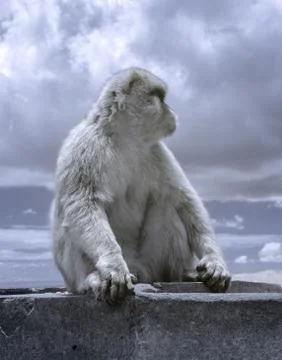 Gibraltar Monkey in Infrared Stock Photos
