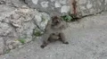 Gibraltar monkey P HD 9729 HD Footage