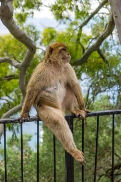 Gibraltar Monkey Stock Photos