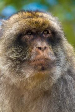 Gibraltar Monkey Foto stock