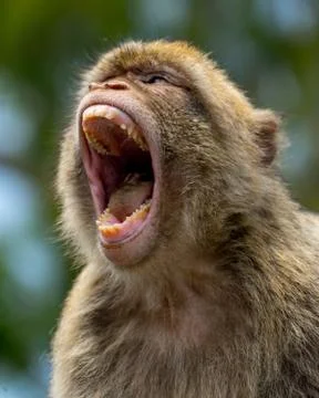 Gibraltar Monkey Stock Photos