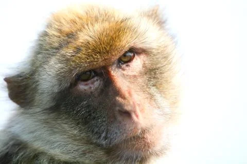 Gibraltar Monkey Portrait Stock Photos