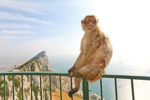 Gibraltar Monkey posing on the fence Stock Photos