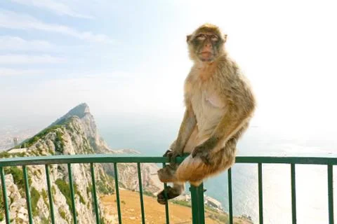 Gibraltar Monkey posing on the lookout Stock Photos
