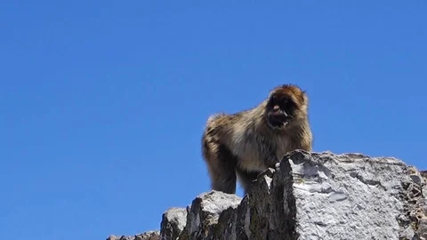 Gibraltar Monkey on Rocks Cliff Close Up Stock Footage 118668744