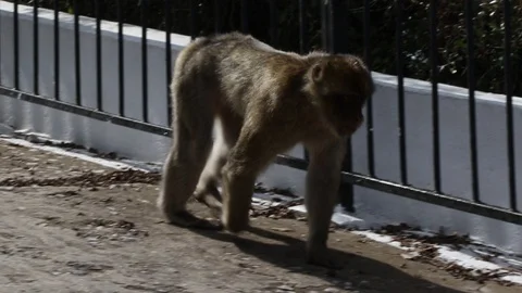 Gibraltar's famous Apes Stock Footage 97791990