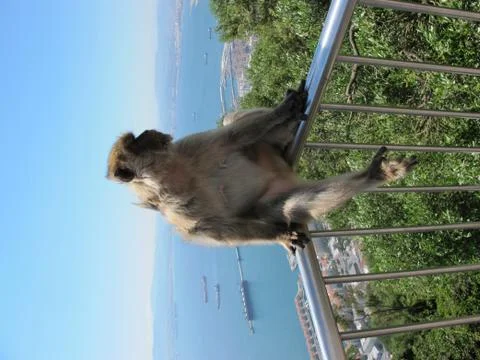 Gibralter Macaque Foto stock