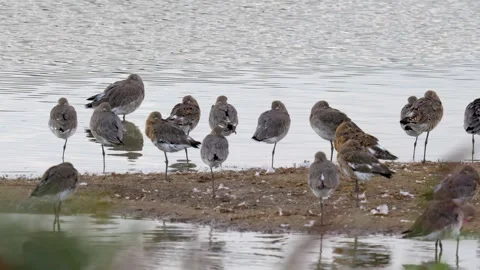 Gibralter Point Mixed 265 Encoding 2023 V1-0024 prob3 Vidéo 261058206