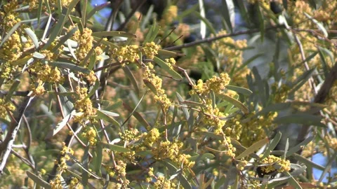 Gidgee Tree in Western Queensland Stock Footage 158079464
