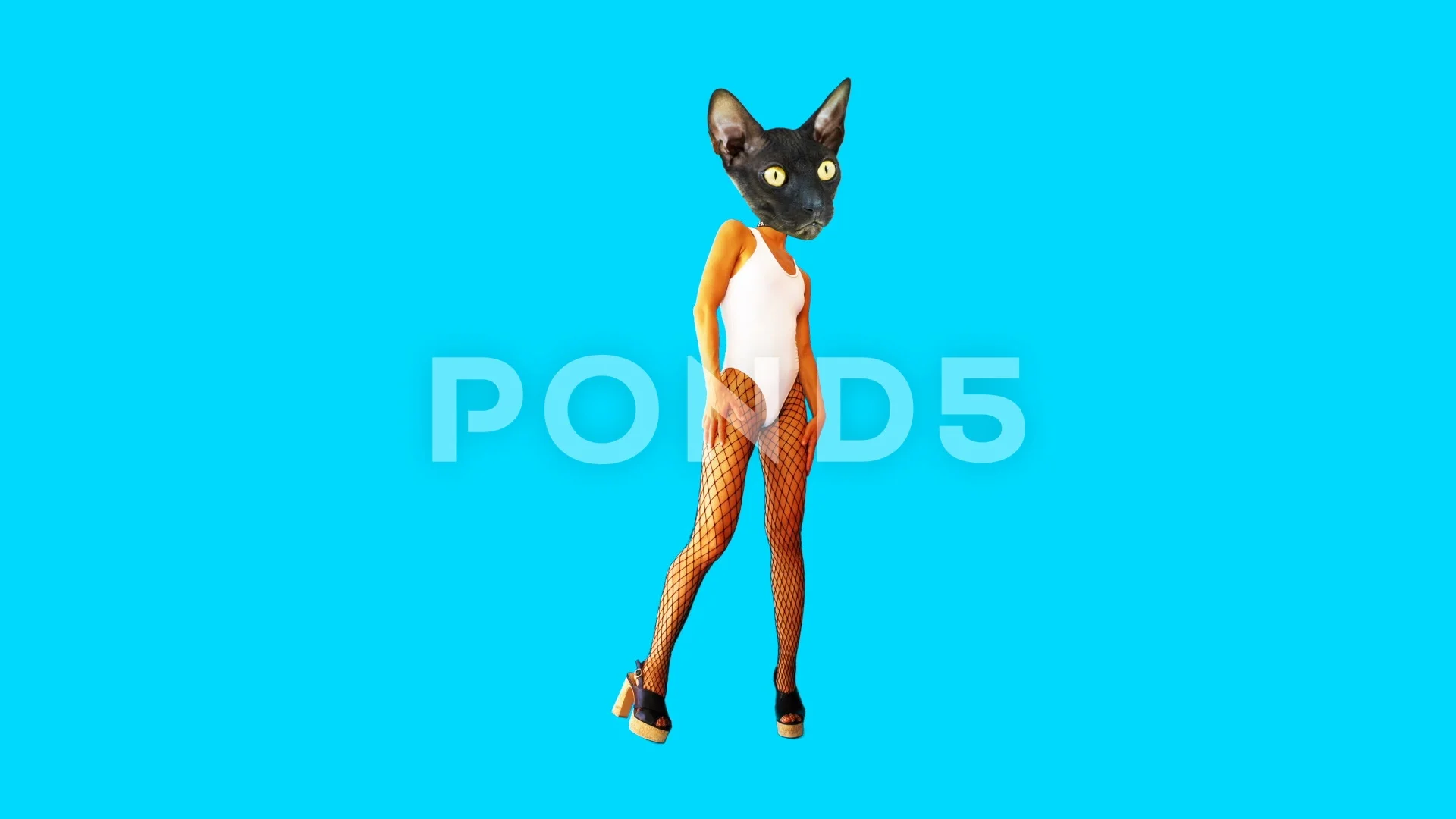 Gif animation art. Fashion Sexy Kitty dancing Night club style