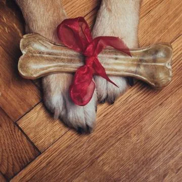 Gift bone on dog paws Foto stock