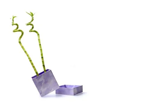 Gift box with bamboo  stems Stock Photos