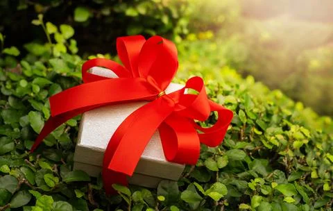 Gift box on green tree branches Stock Photos