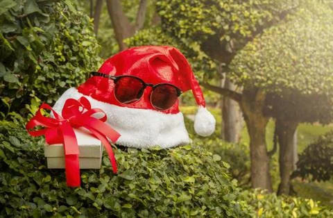 The gift box next to santa hat in sunglasses on tropical tree Stock Photos