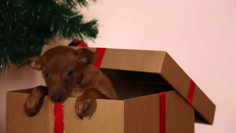 A gift box is under the Christmas tree and a dog jumps out of it. Stock Footage 227375970