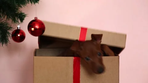 A gift box is under the Christmas tree and a dog jumps out of it.Christmas gift 스톡 동영상 253633795