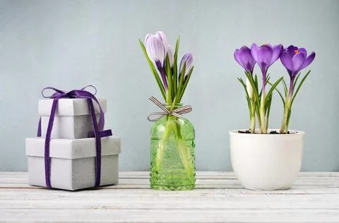 Gift boxes  and crocus Stock Photos