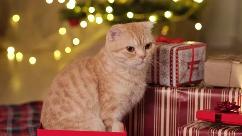 Gift boxes with cute cat against blurred flashing Christmas lights Video stock 220050139