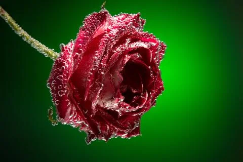 Gift card rose covered with bubbles isolated on a green background with spa.. Photos