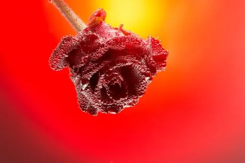 Gift card rose covered with bubbles isolated on a gradient red background, .. Фото