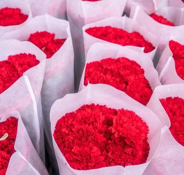 Gift of Carnation flower Stock Photos