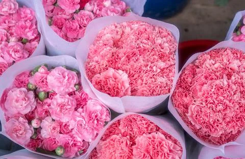 Gift of Carnation flower Stock Photos