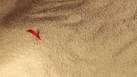 Gift Stock Footage 123515410