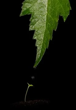 The gift Stock Photos